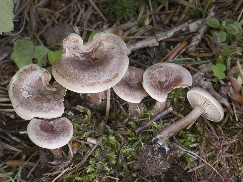 Pseudoomphalina compressipes